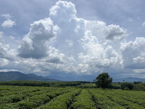 白沙茶园