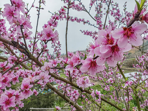 桃花