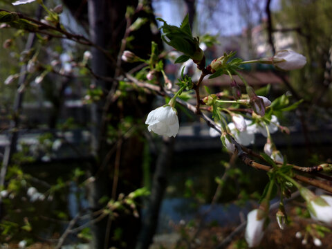 樱花