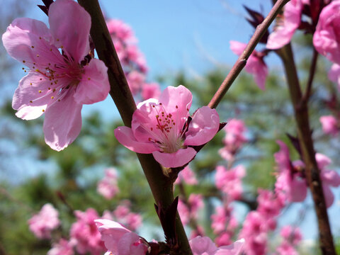 桃花