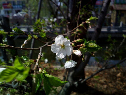 樱花