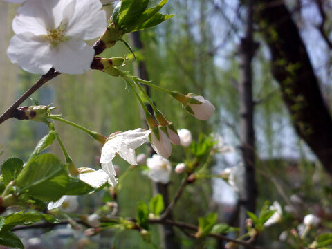 樱花