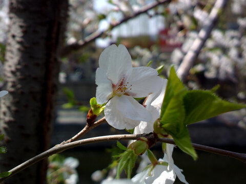 樱花