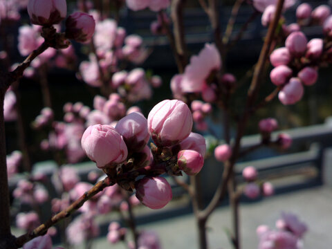 桃花