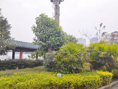 公园绿植
