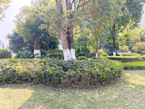 公园草坪绿植