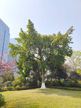 公园草坪绿植