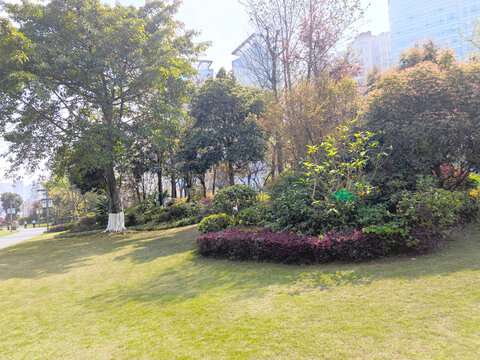 公园草坪绿植