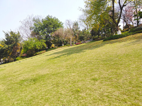 公园草坪绿植