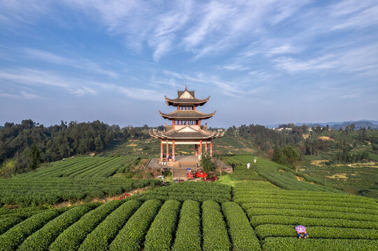 茶山风光