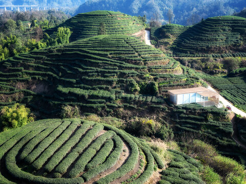 茶山风光