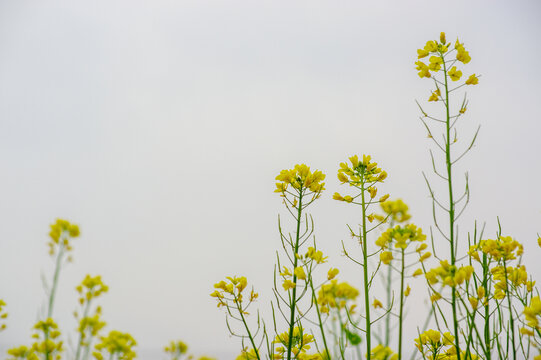 油菜花开