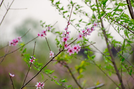 一枝桃花