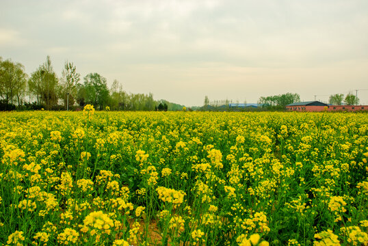 大片油菜花田