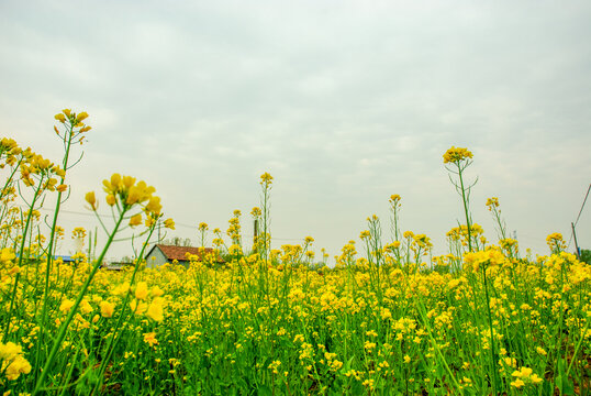 油菜花