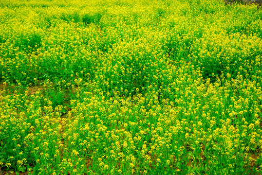 油菜花海