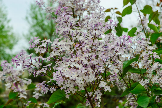 丁香花