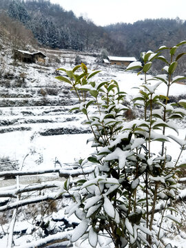 雪景