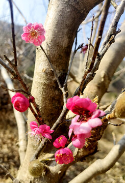 樱桃花