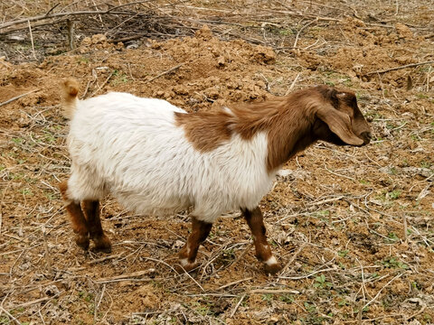 乡村散养山羊