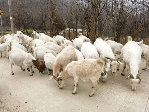 乡村散养山羊