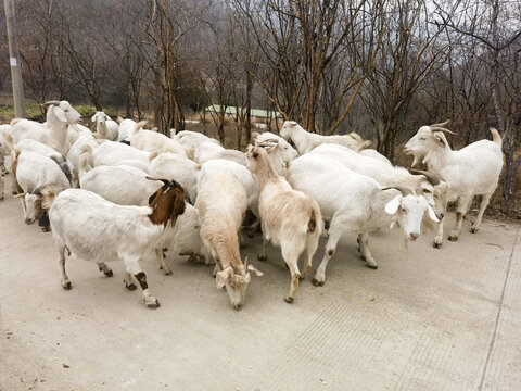 乡村散养山羊