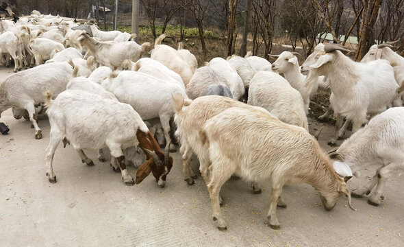 乡村散养山羊