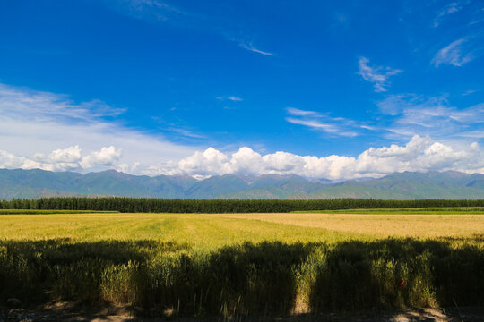 麦田