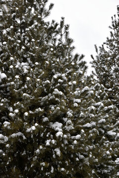 石家庄东环公园雪景