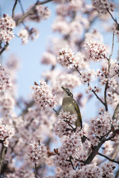 春天的花与鸟儿
