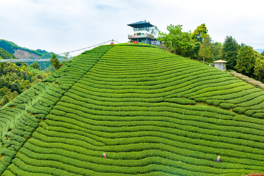 中国广西昭平生态茶园春季景色美