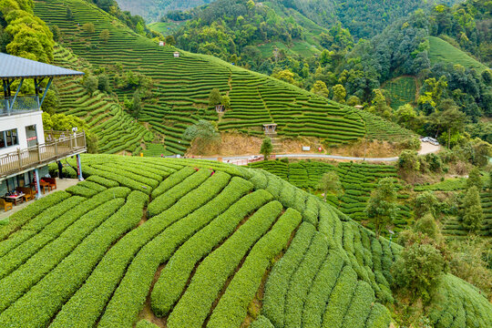 中国广西昭平生态茶园春季景色美