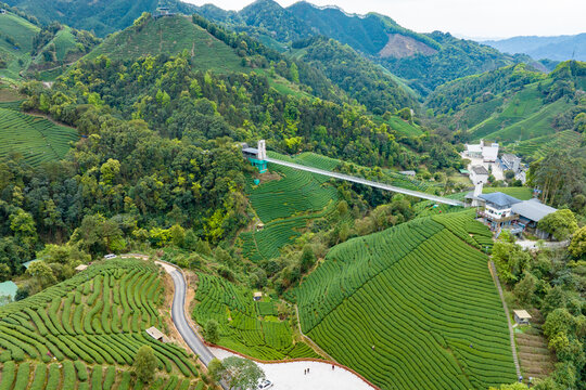 中国广西昭平生态茶园春季景色美