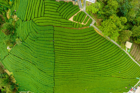 中国广西昭平生态茶园春季景色美