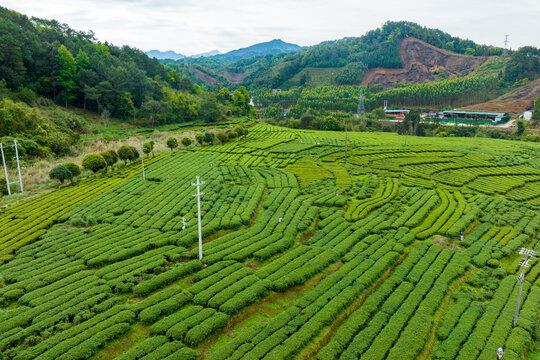 中国广西昭平生态茶园春季景色美