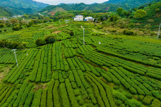 中国广西昭平生态茶园春季景色美