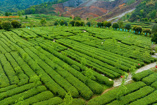 中国广西昭平生态茶园春季景色美