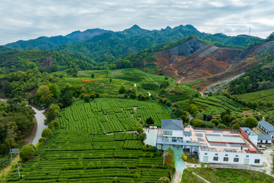 中国广西昭平生态茶园春季景色美