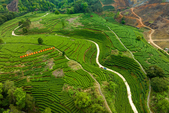 中国广西昭平生态茶园春季景色美