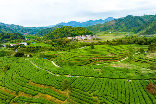 中国广西昭平生态茶园春季景色美