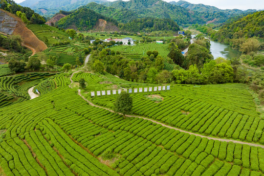 中国广西昭平生态茶园春季景色美