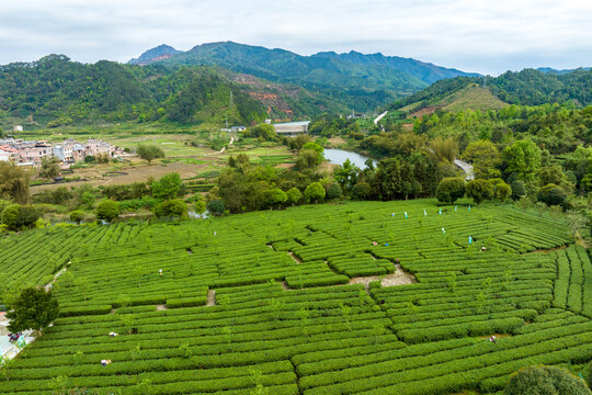 中国广西昭平生态茶园春季景色美