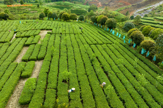 中国广西昭平生态茶园春季景色美