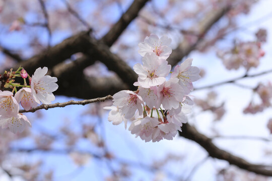 樱花