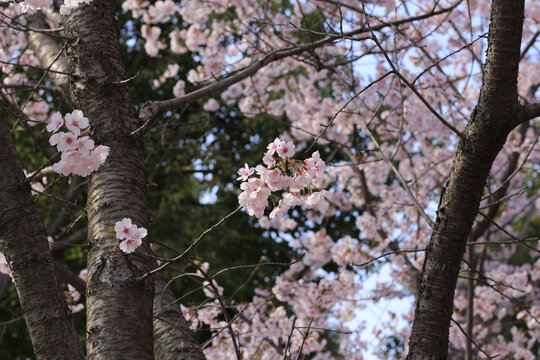 樱花