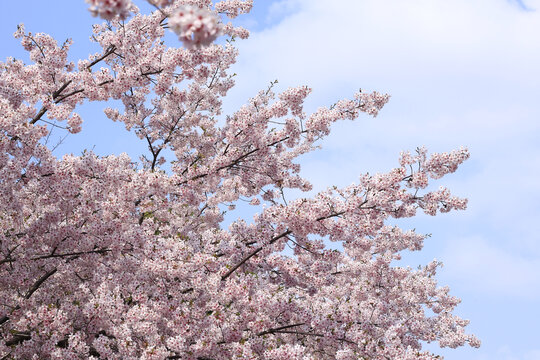 樱花