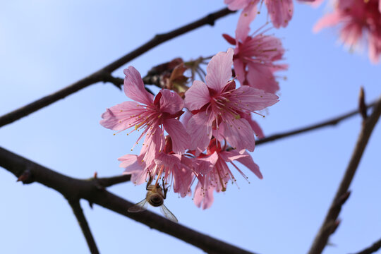 樱花