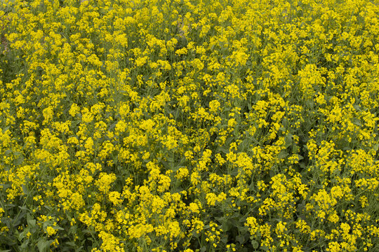 油菜花