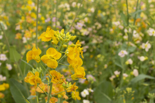 彩色油菜花