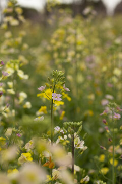 彩色油菜花